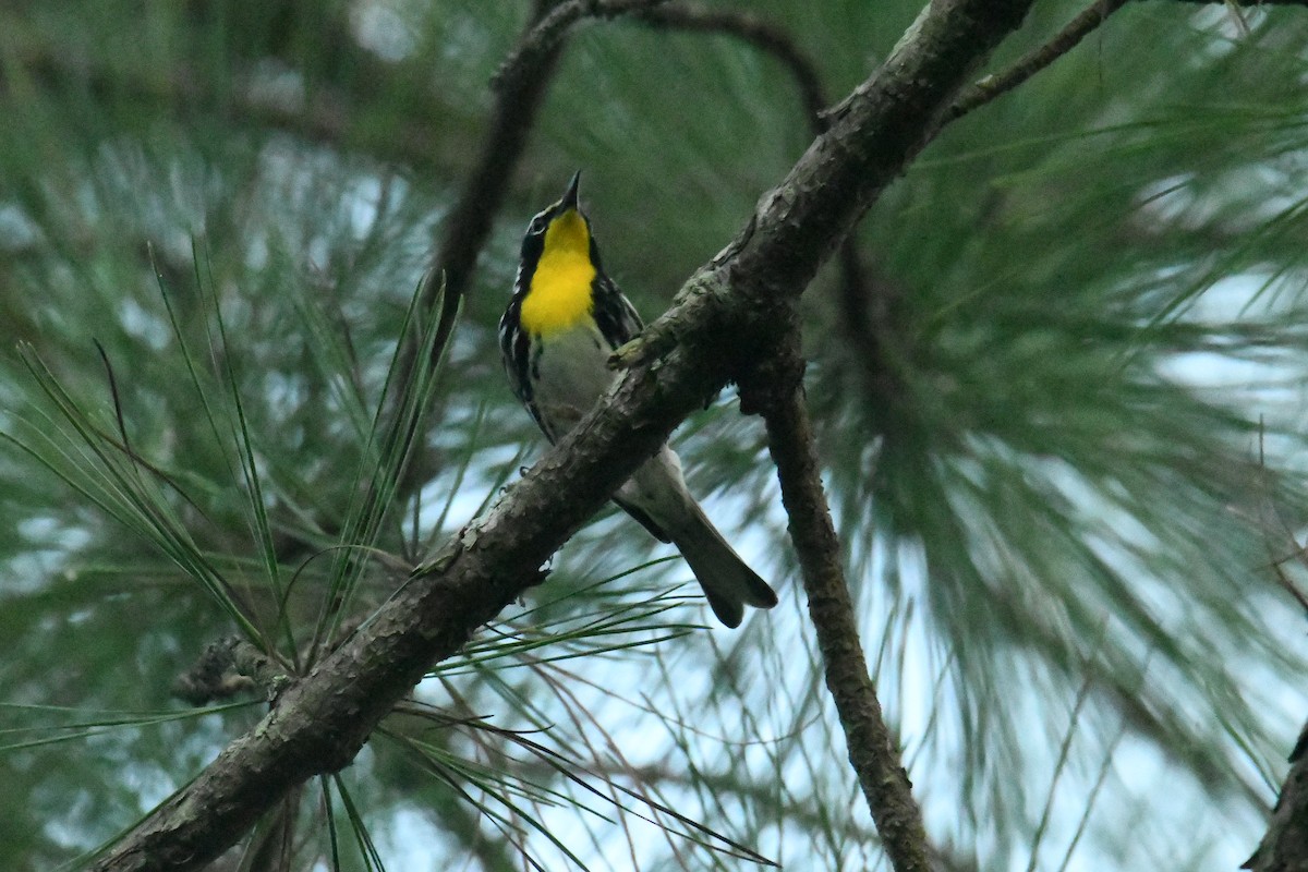 Yellow-throated Warbler - ML644598780