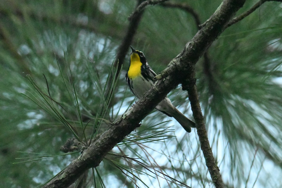 Yellow-throated Warbler - ML644598781