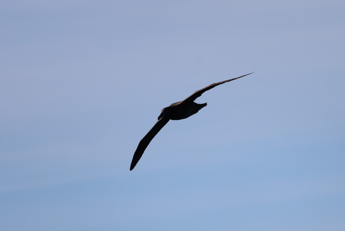 Black-footed Albatross - ML644598782