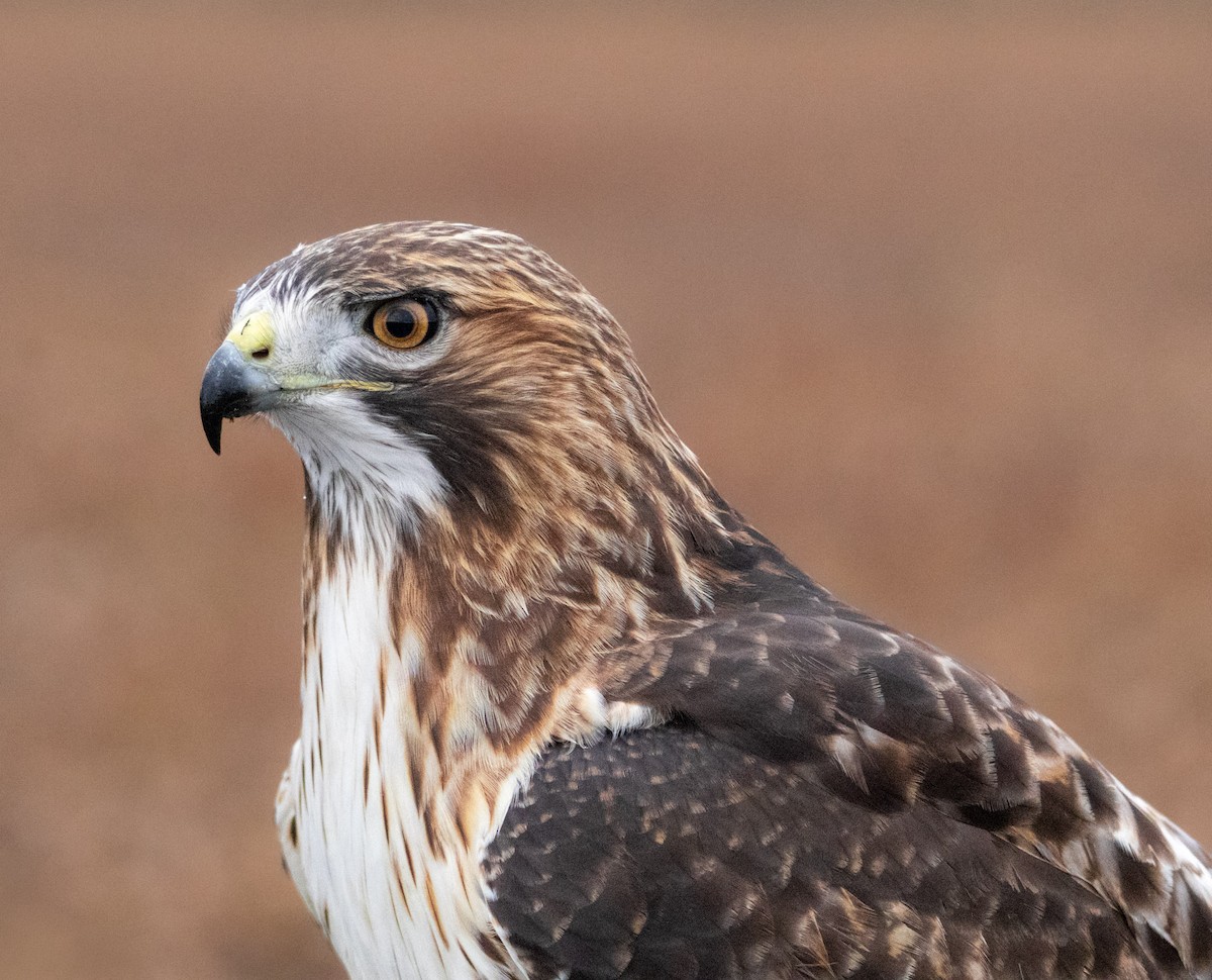Red-tailed Hawk - ML644598783