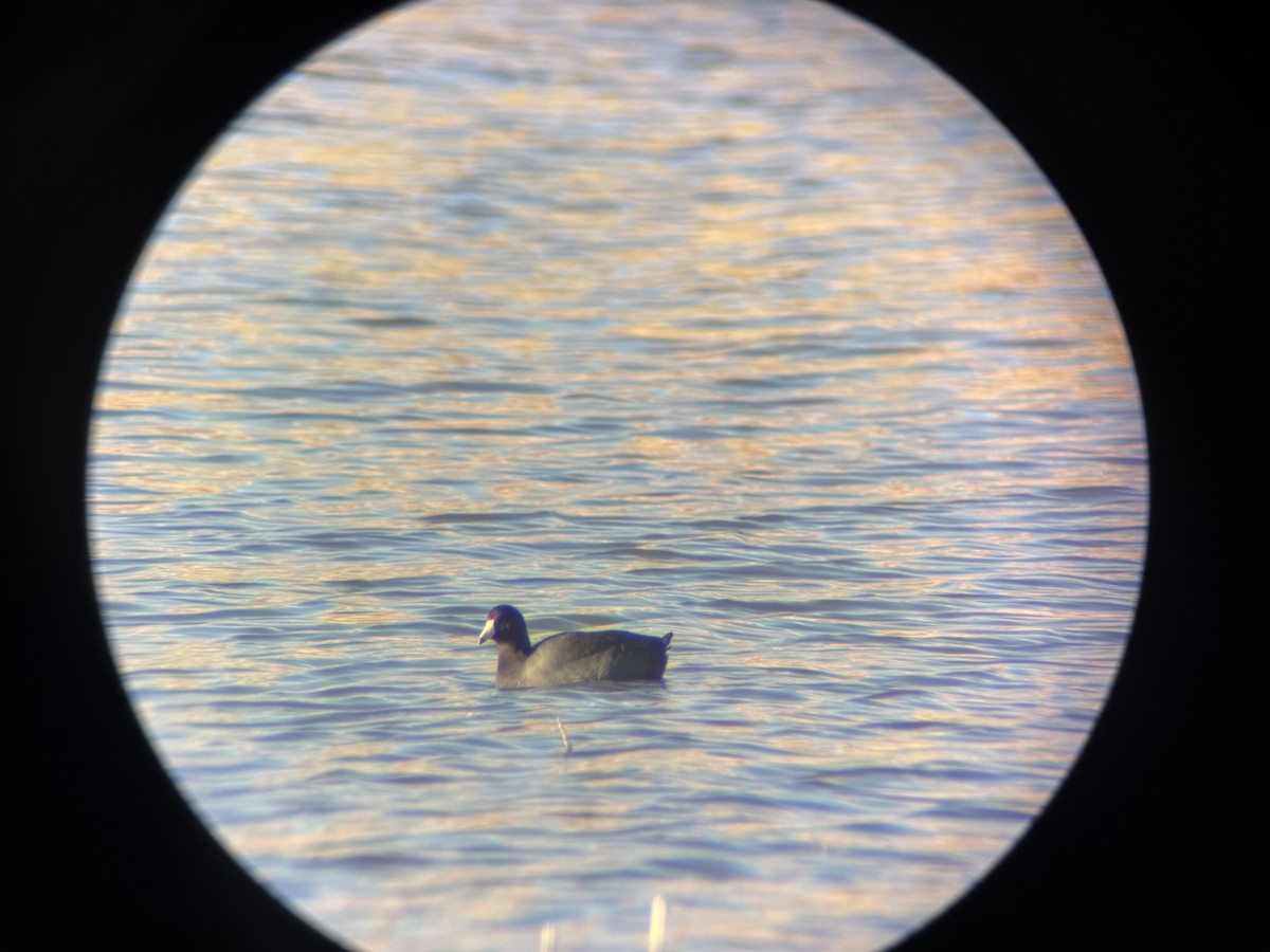 American Coot - ML644598791