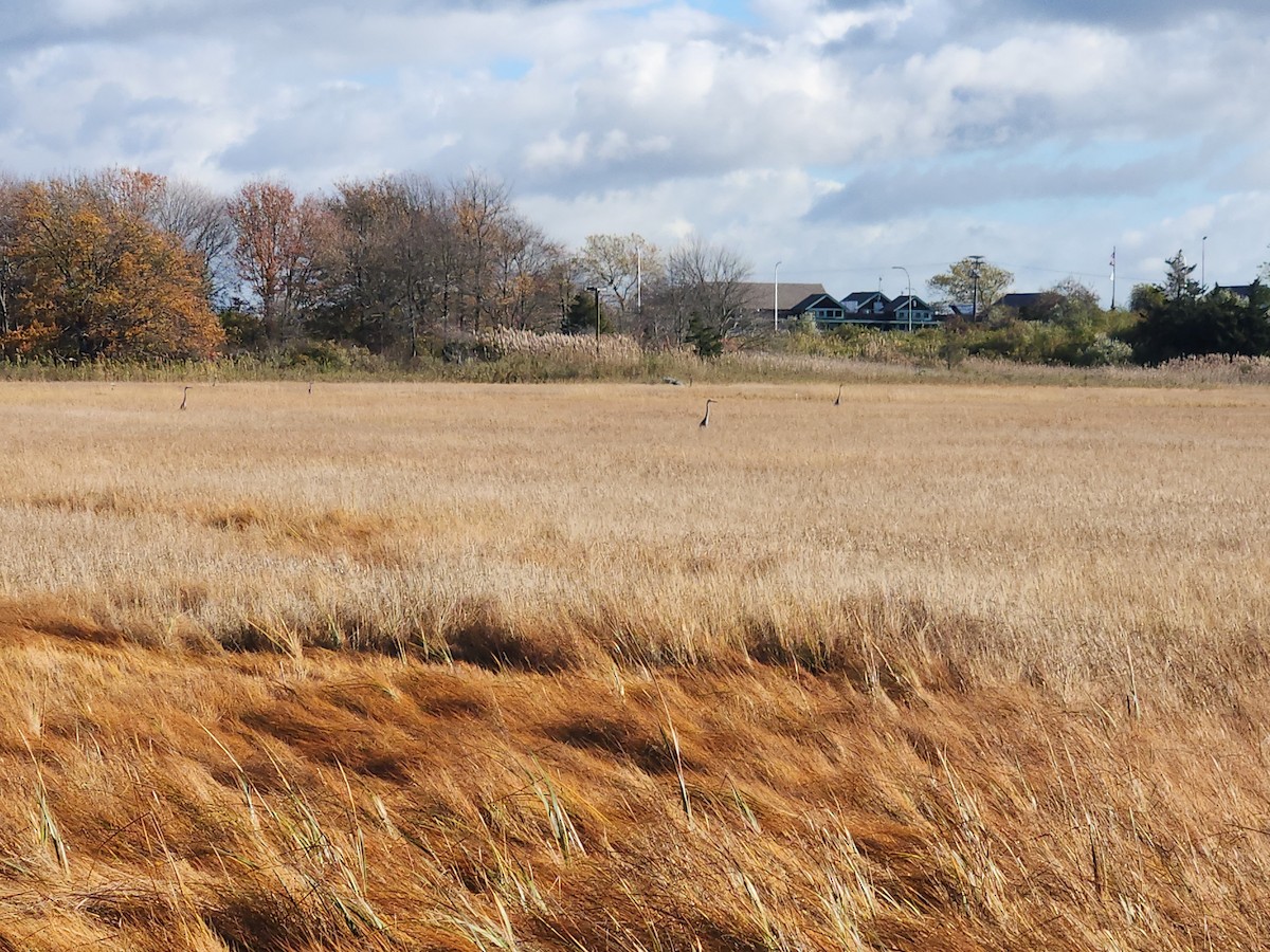 Great Blue Heron - ML644598793