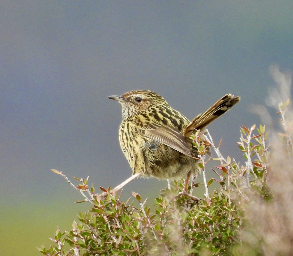 Séricorne strié - ML644598795