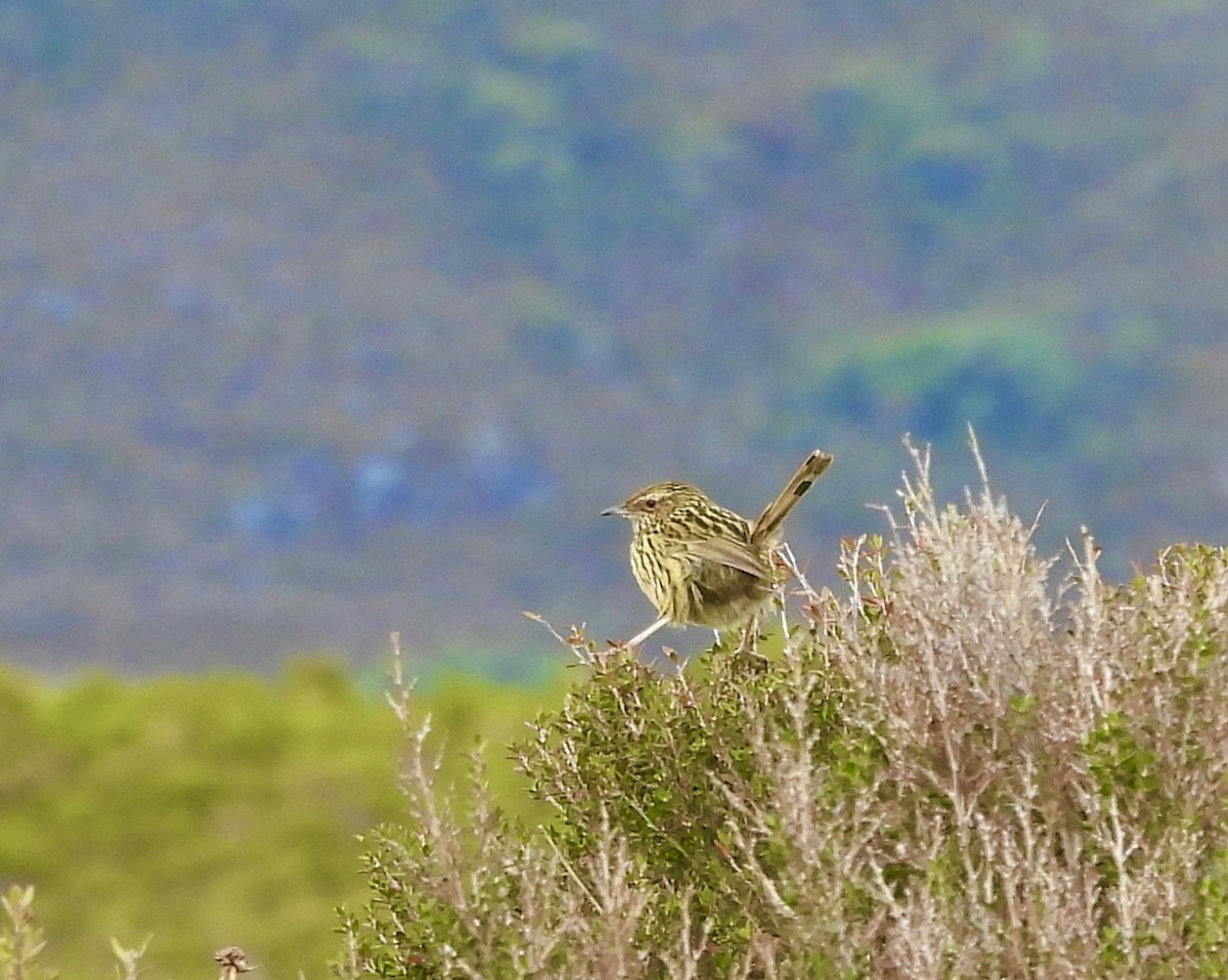 Séricorne strié - ML644598796