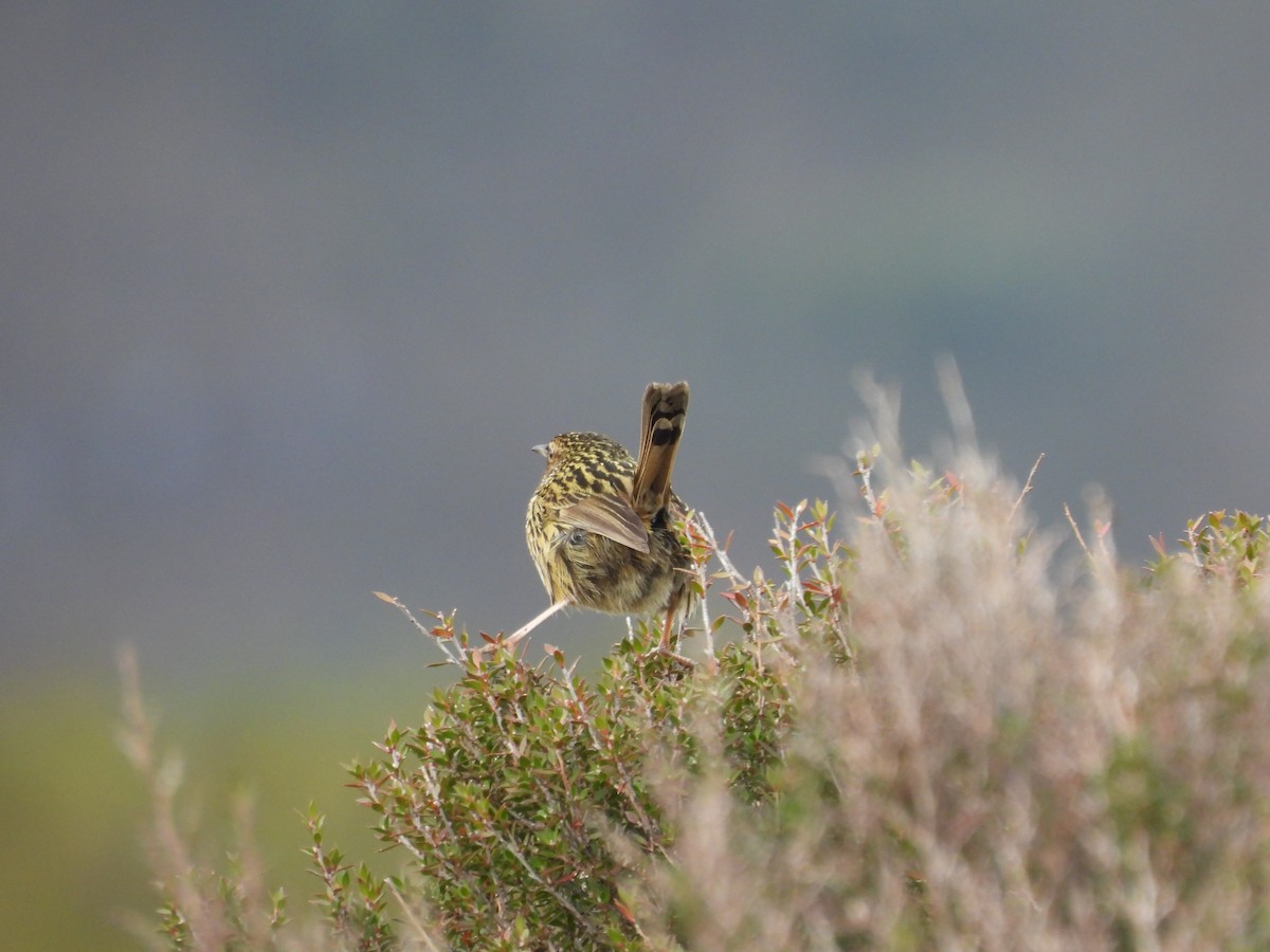 Séricorne strié - ML644598797
