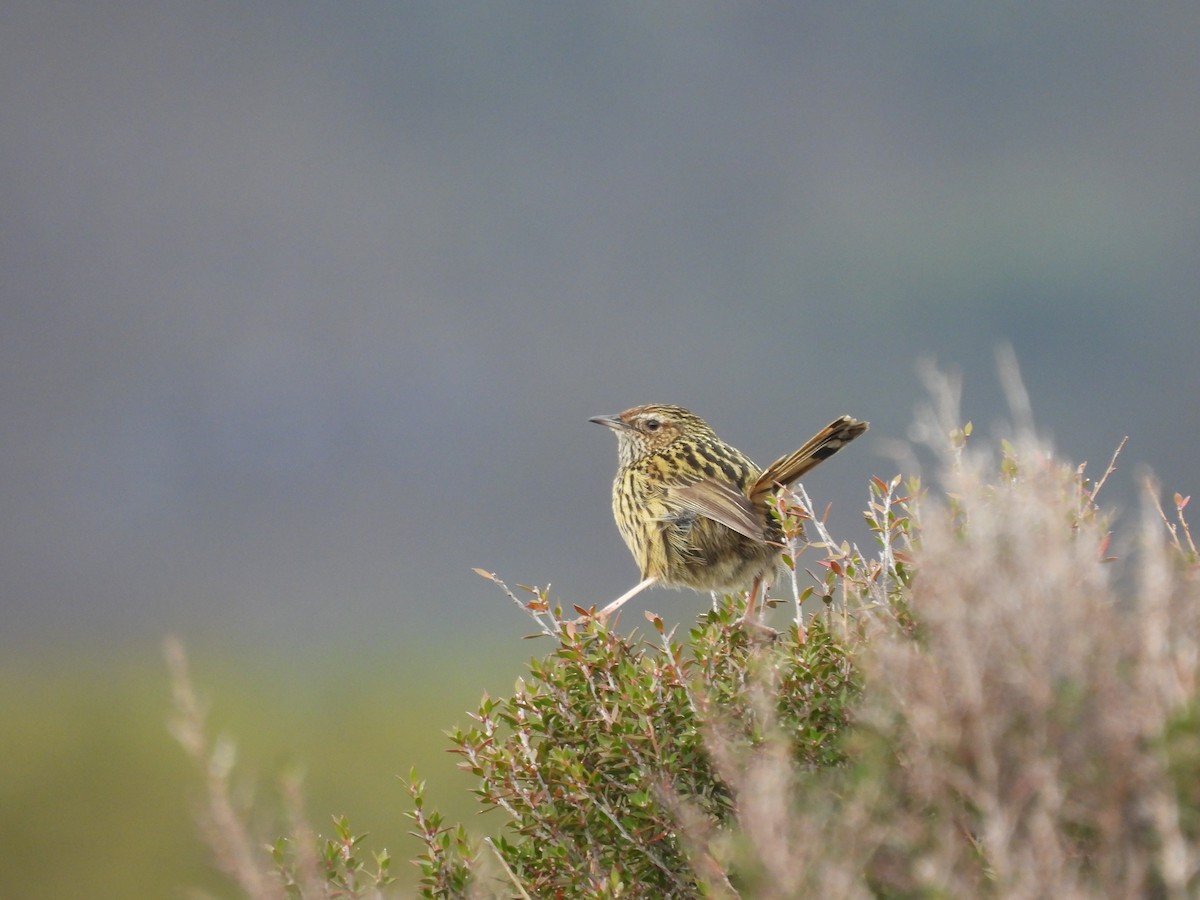 Séricorne strié - ML644598798