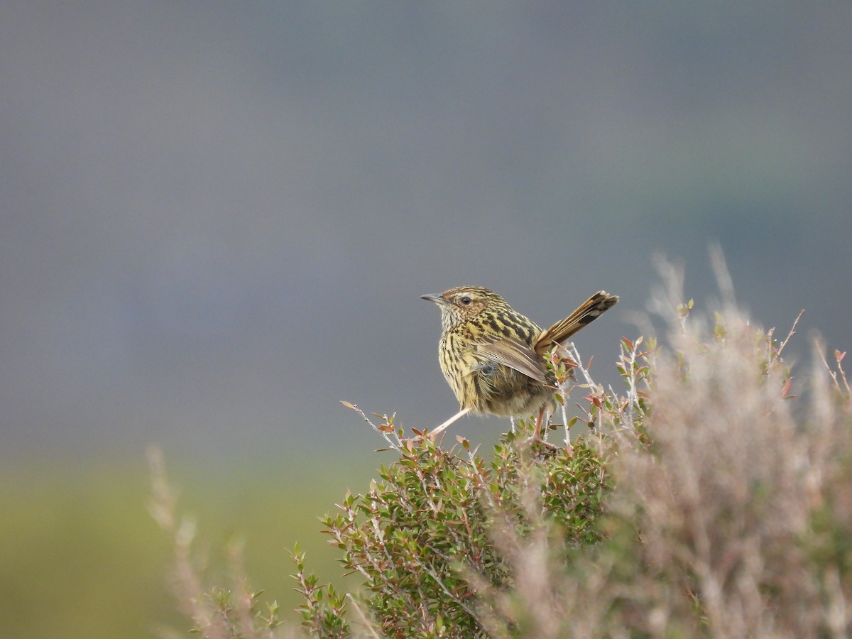 Séricorne strié - ML644598799