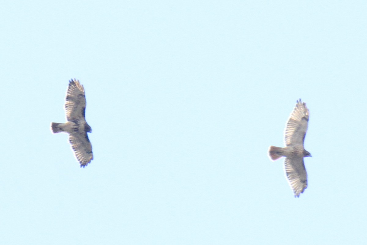 Red-tailed Hawk (abieticola) - ML644598800