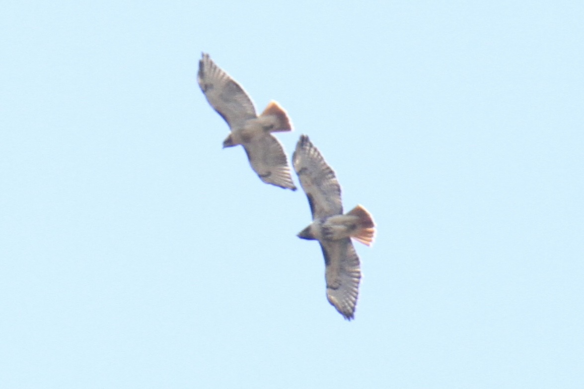 Red-tailed Hawk (abieticola) - ML644598801