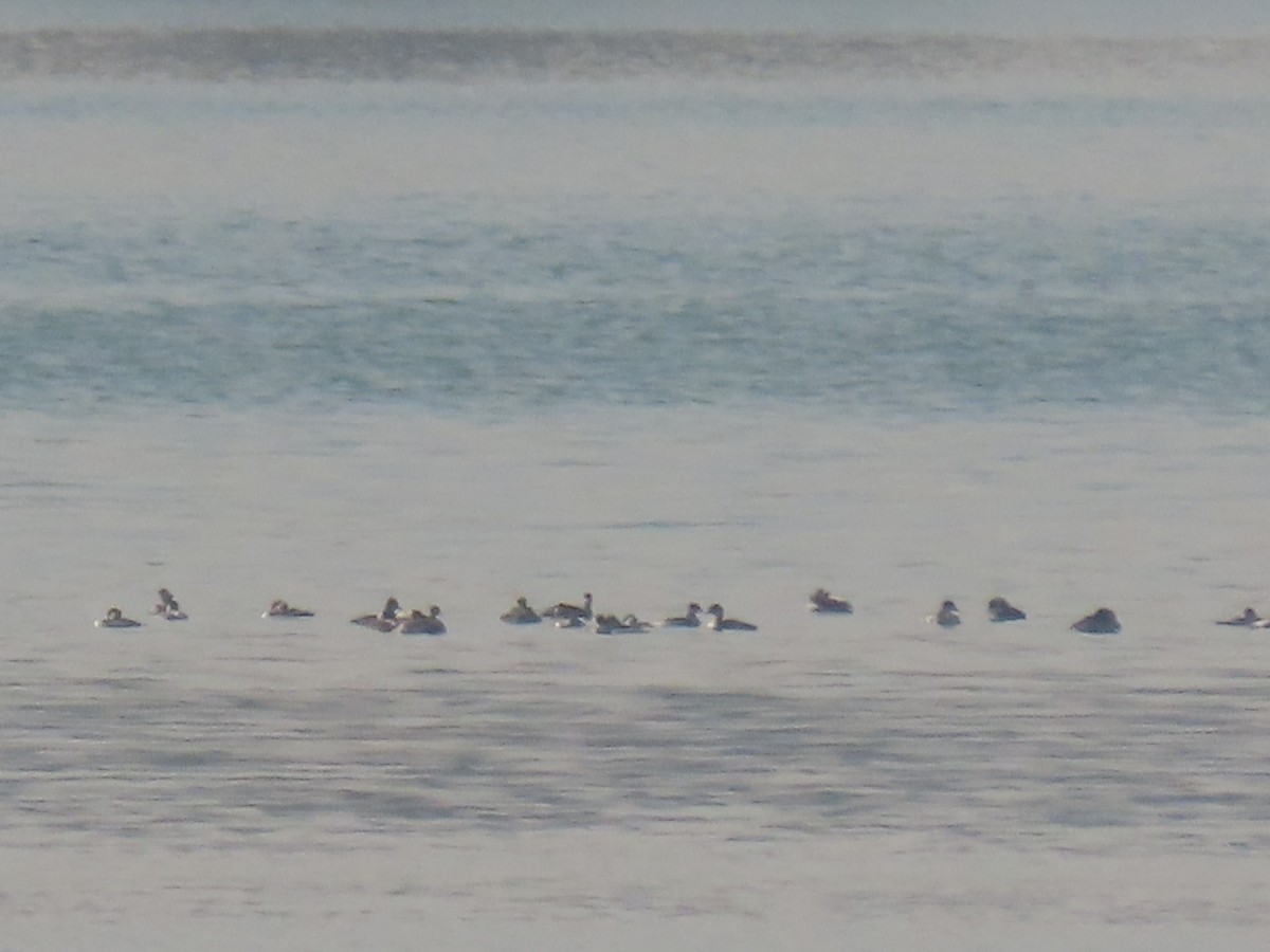 potápka černokrká - ML644598807