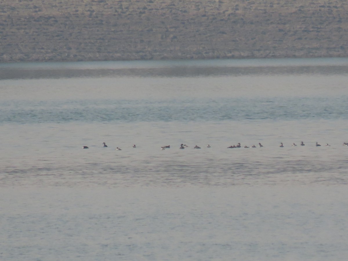 potápka černokrká - ML644598808