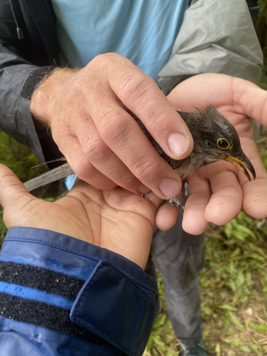 Yellow-billed Cuckoo - ML644598812