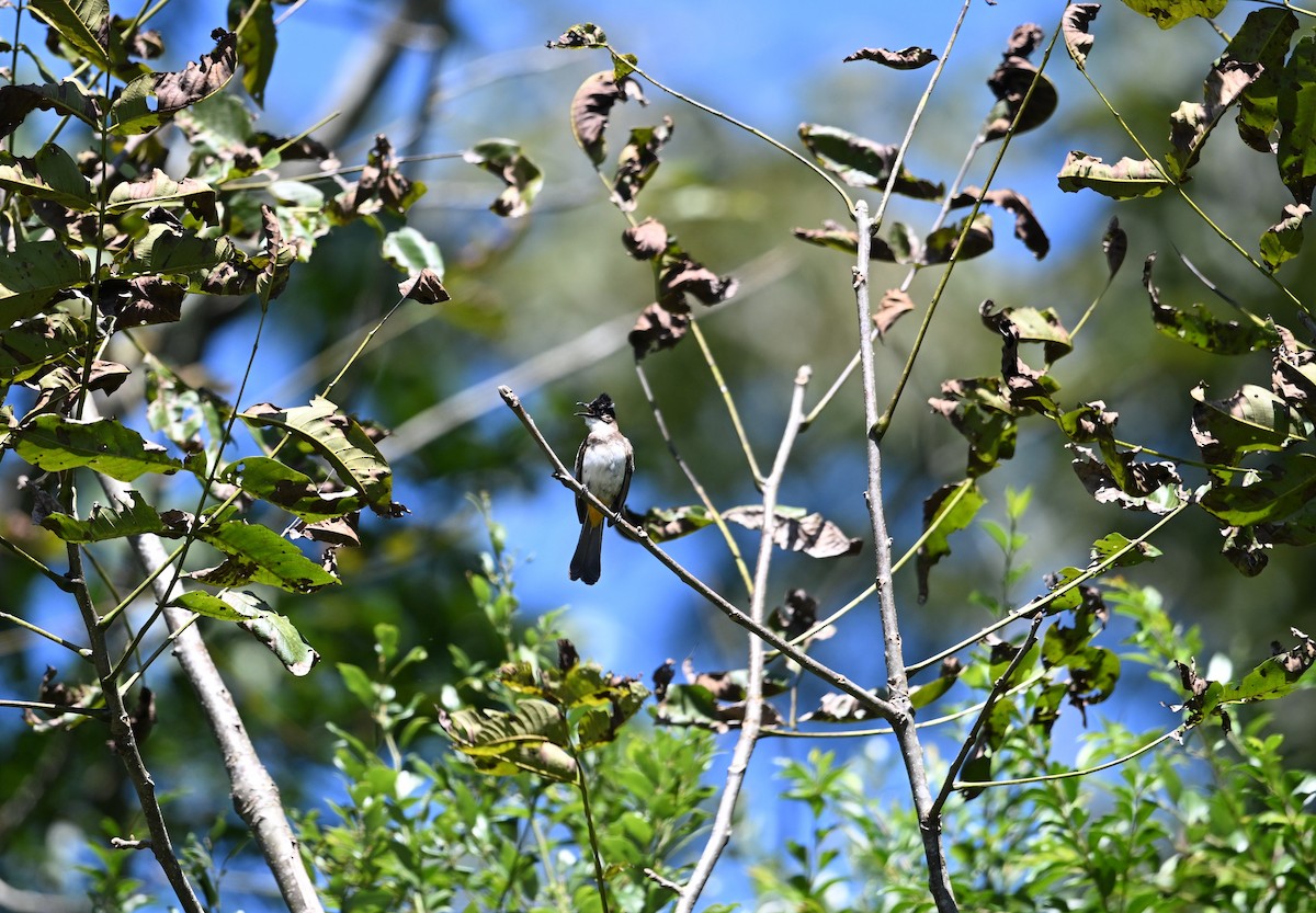 Brown-breasted Bulbul - ML644598813