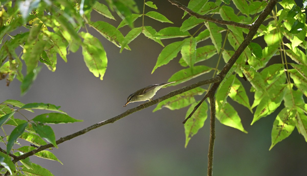 עלווית כפולת-פס - ML644598816