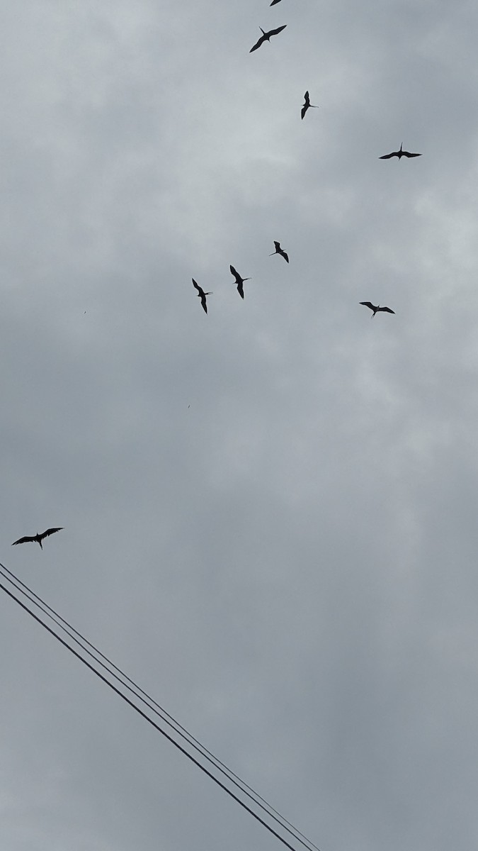 Muhteşem Fregatkuşu - ML644598818