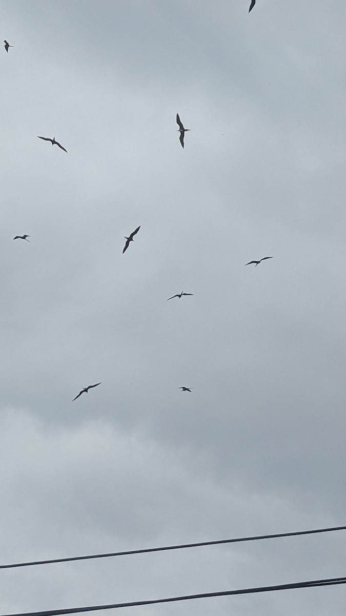 Muhteşem Fregatkuşu - ML644598819