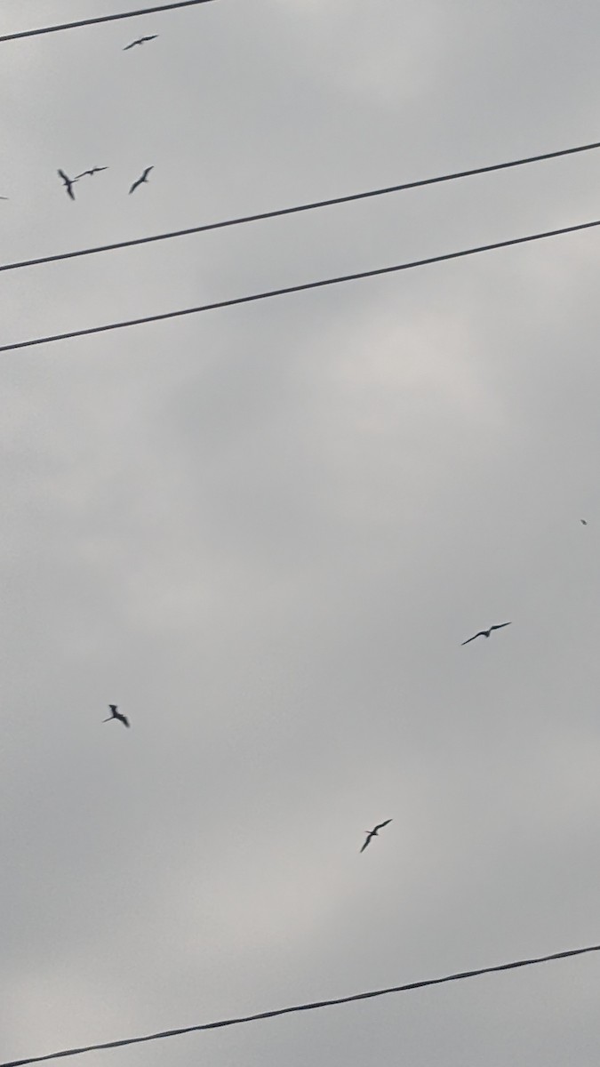 Muhteşem Fregatkuşu - ML644598820