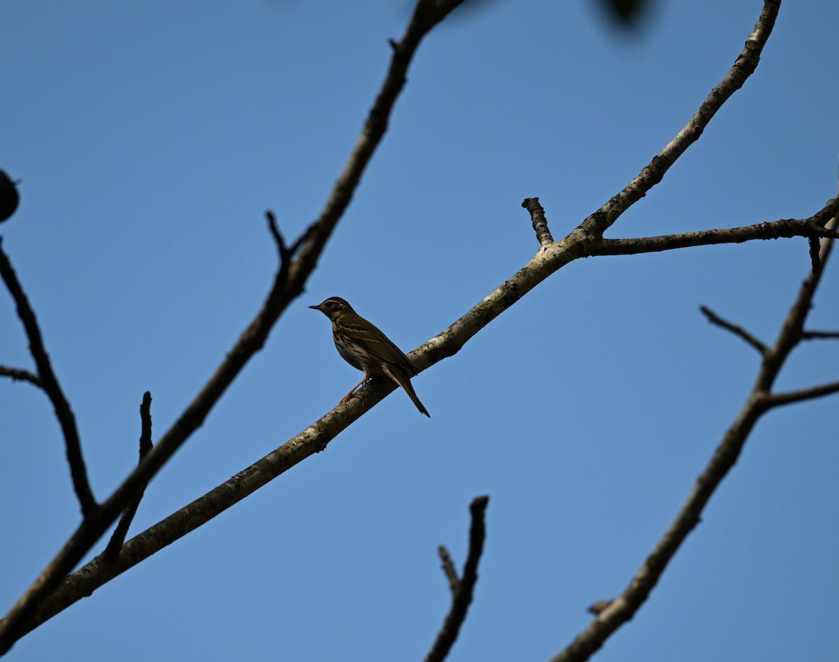 Olive-backed Pipit - ML644598823