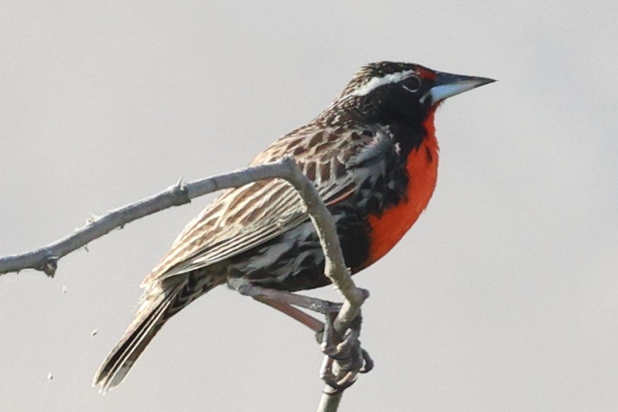 Peruvian Meadowlark - ML644598826