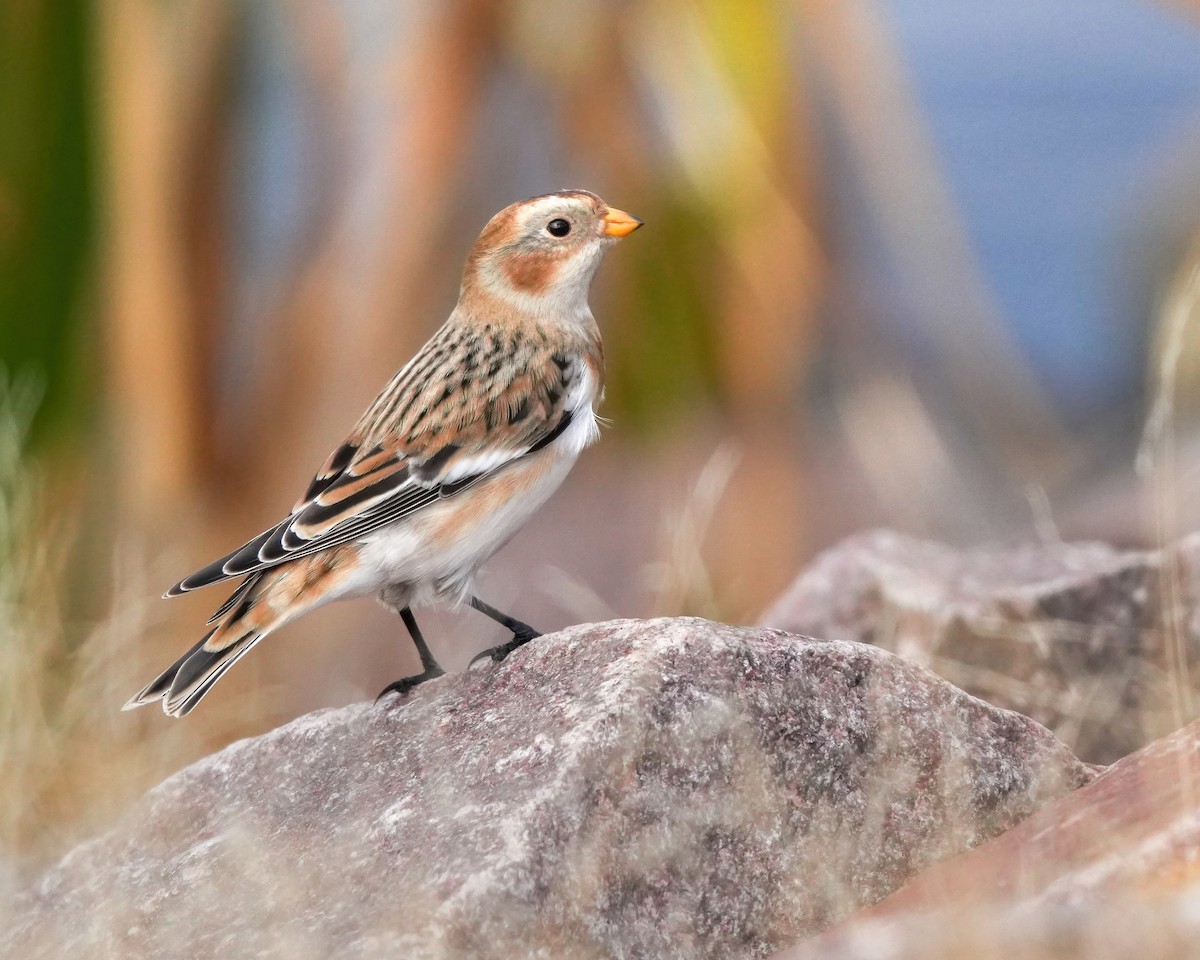 Plectrophane des neiges - ML644598836