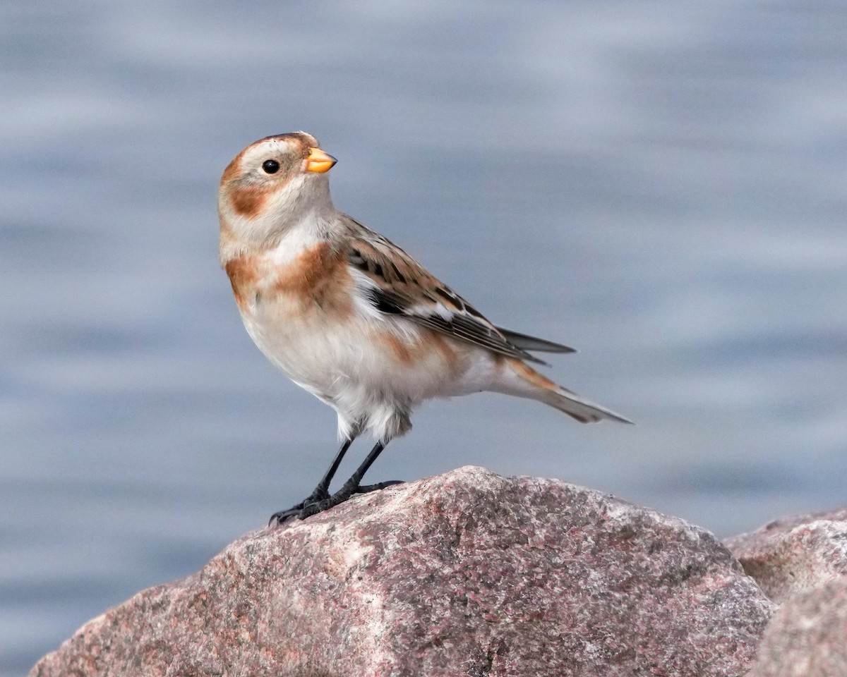 Plectrophane des neiges - ML644598837