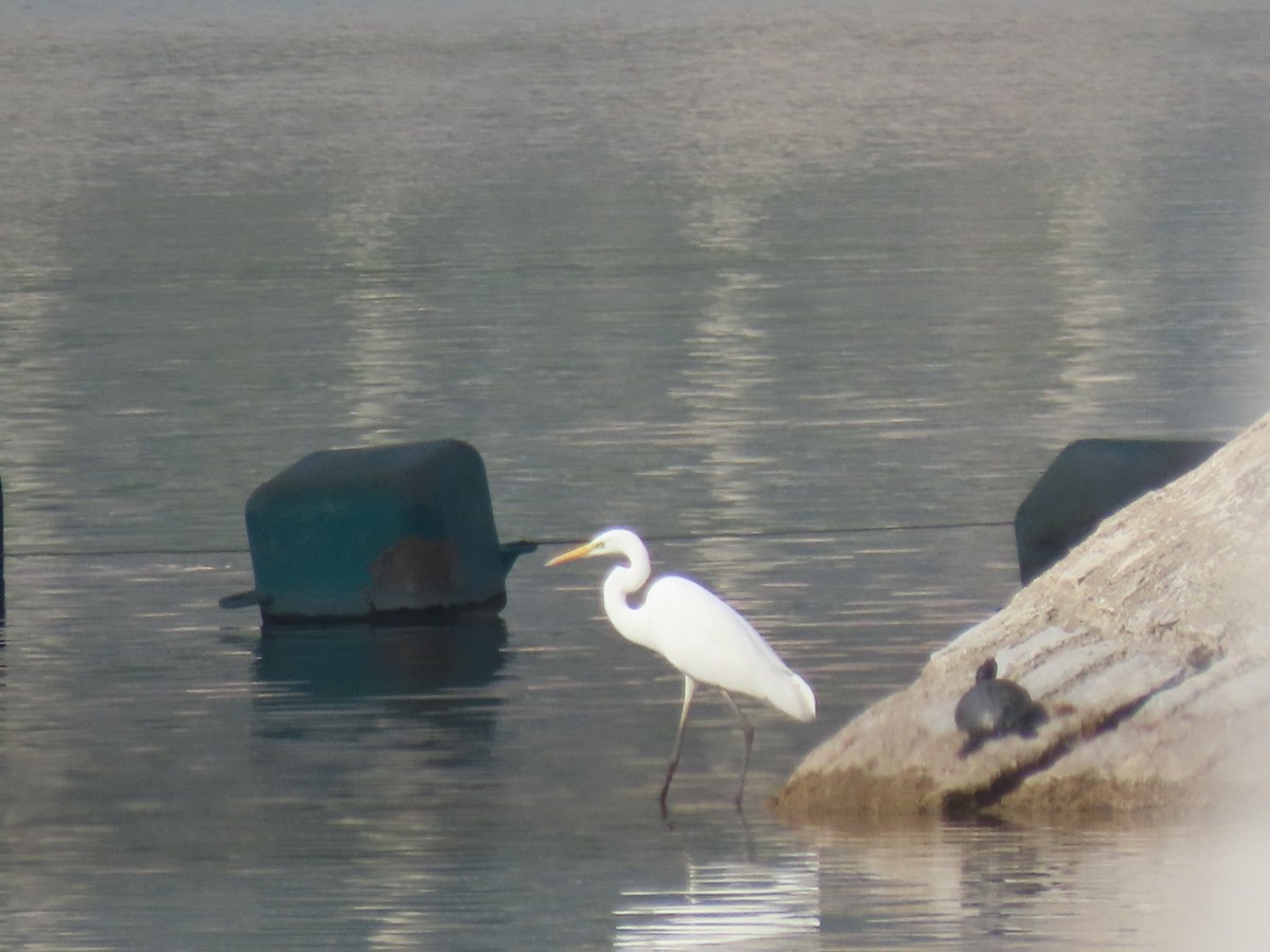 Great Egret - ML644598839
