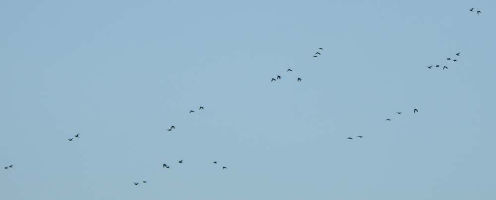 Conure de Wagler - ML644598840