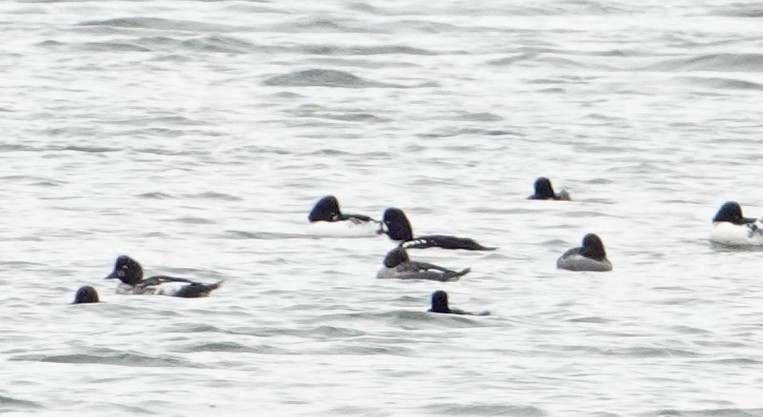 Barrow's Goldeneye - ML644598843