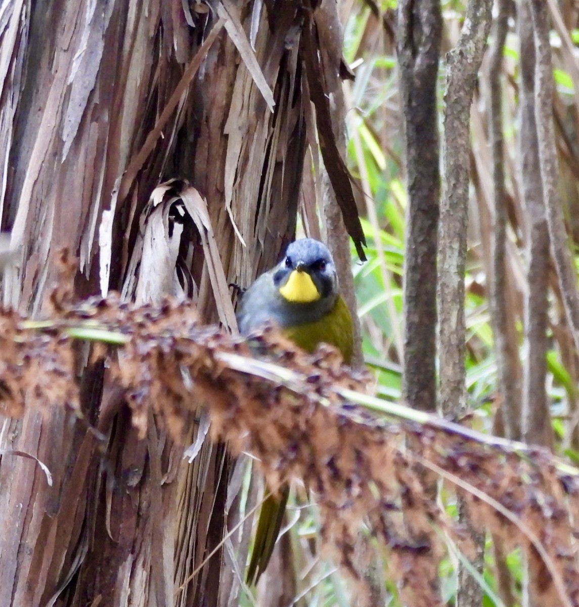 Méliphage à gorge jaune - ML644598844