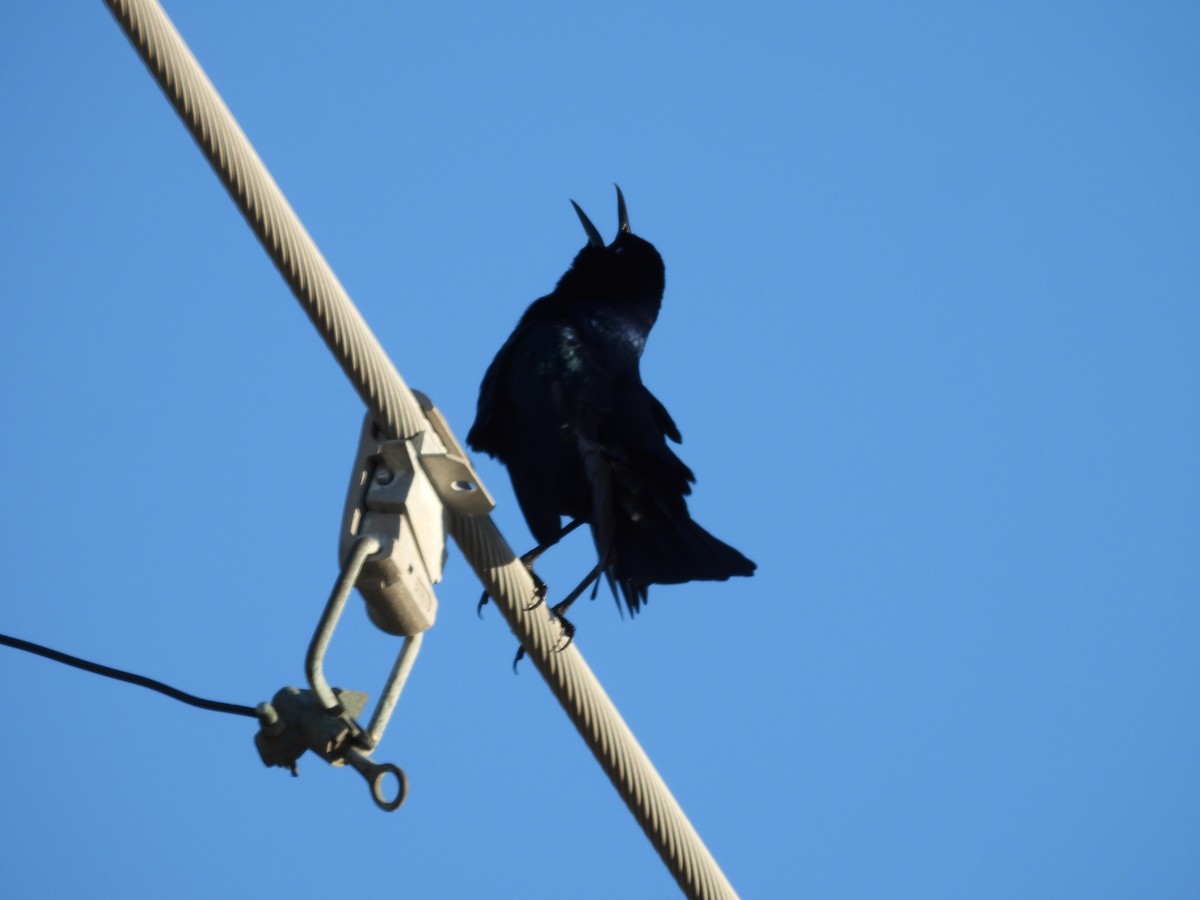 båtstjerttrupial - ML644598845