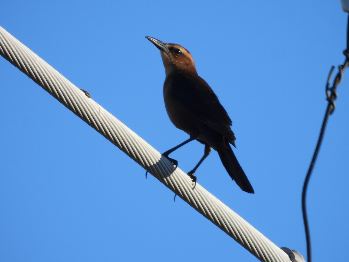 båtstjerttrupial - ML644598846