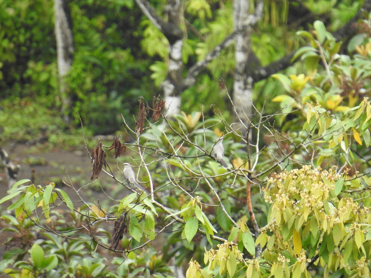 Tropical Mockingbird - ML644598848