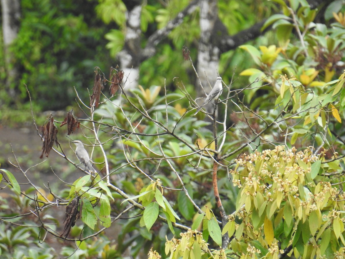 Tropical Mockingbird - ML644598849