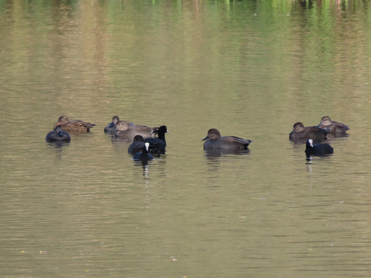 オカヨシガモ - ML644598859