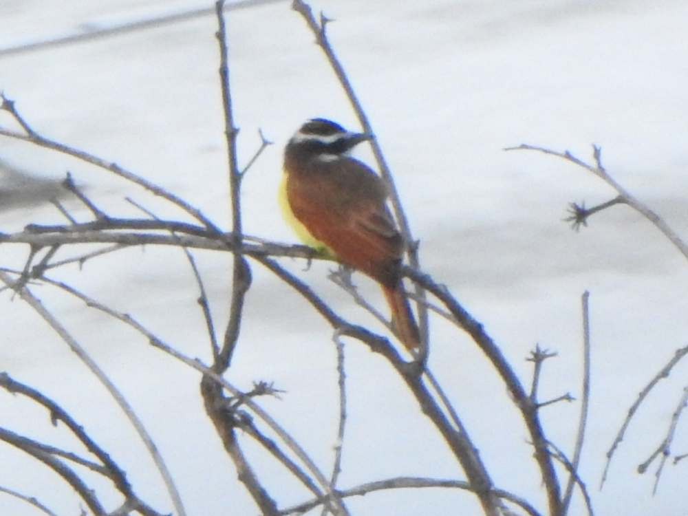 storkiskadi - ML644598871