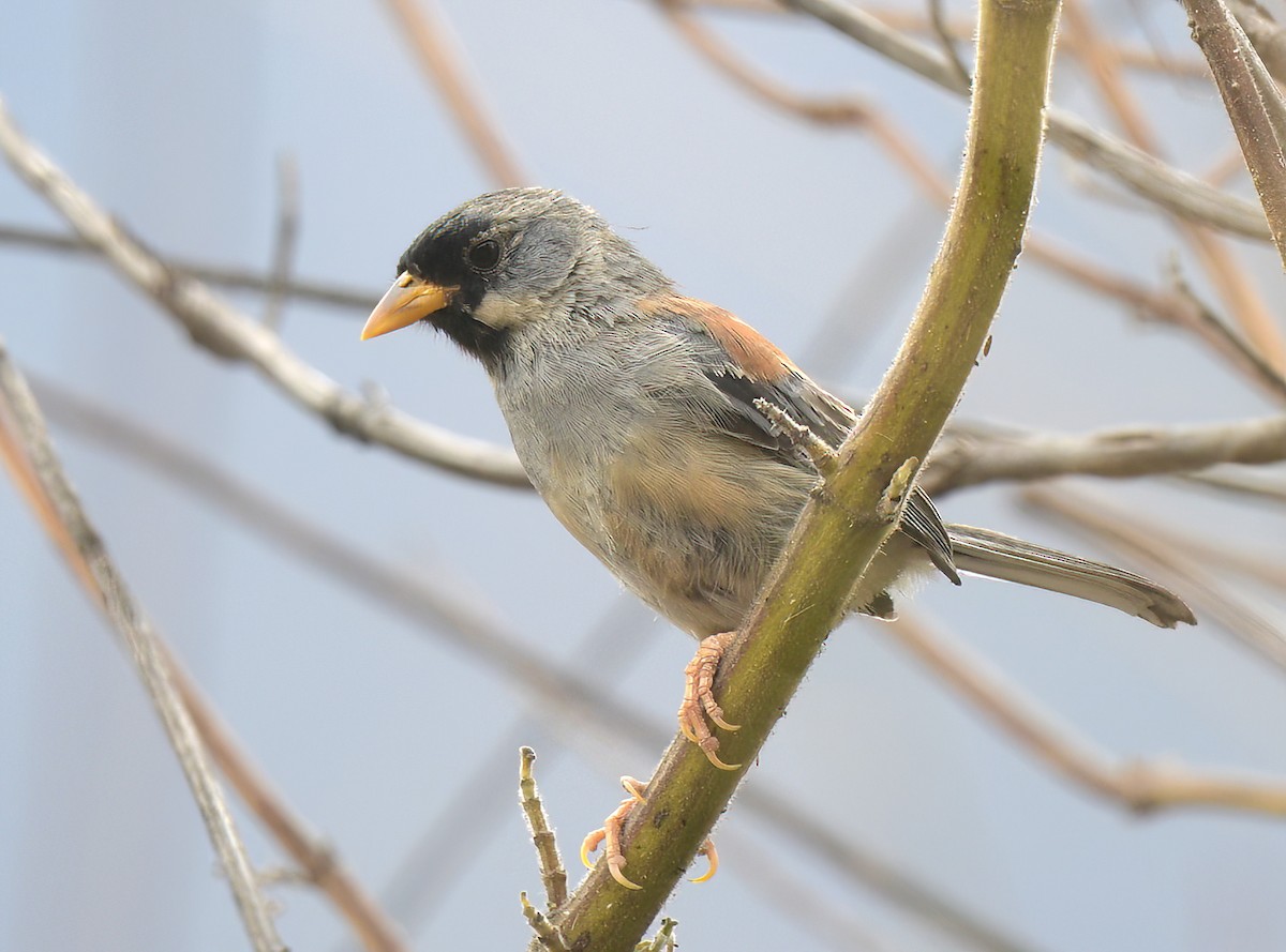 Buff-bridled Inca-Finch - ML644598872