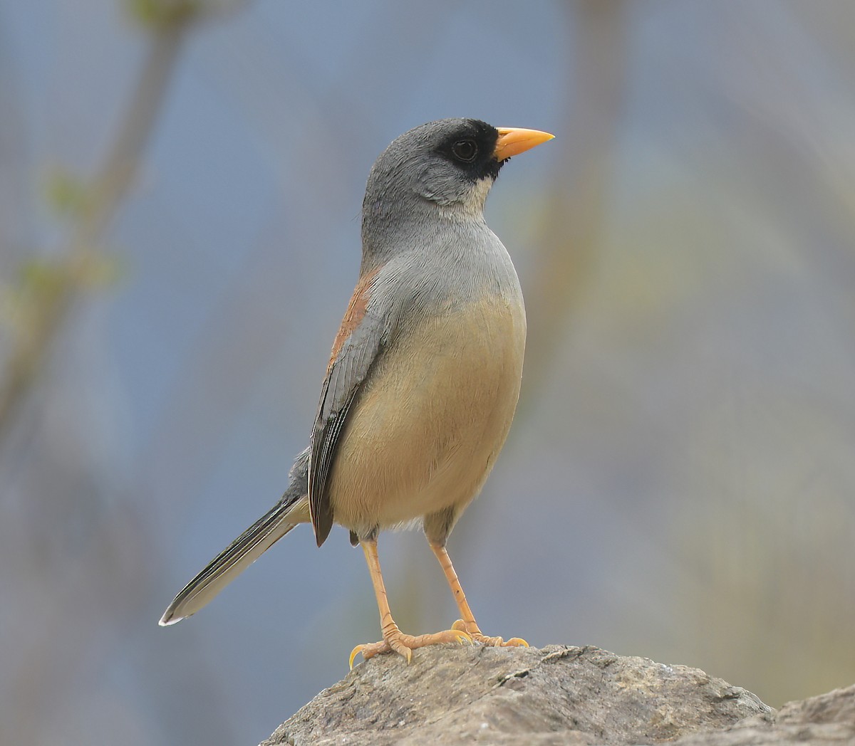 Buff-bridled Inca-Finch - ML644598873