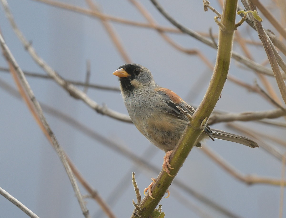 Buff-bridled Inca-Finch - ML644598874