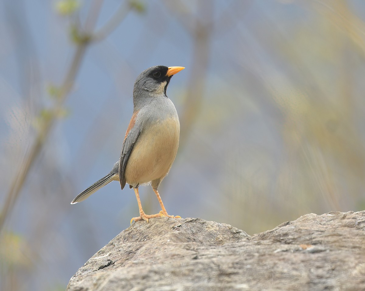 Buff-bridled Inca-Finch - ML644598875