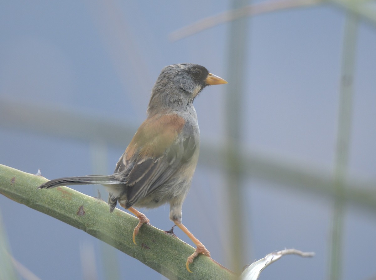 Buff-bridled Inca-Finch - ML644598876