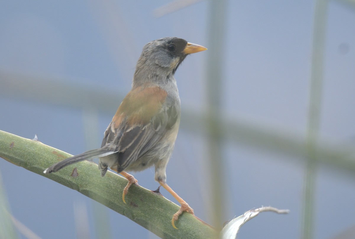 Buff-bridled Inca-Finch - ML644598877