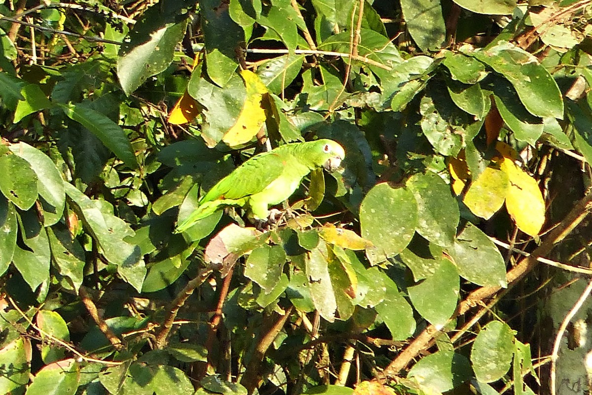 Амазон тринідадський - ML644598880