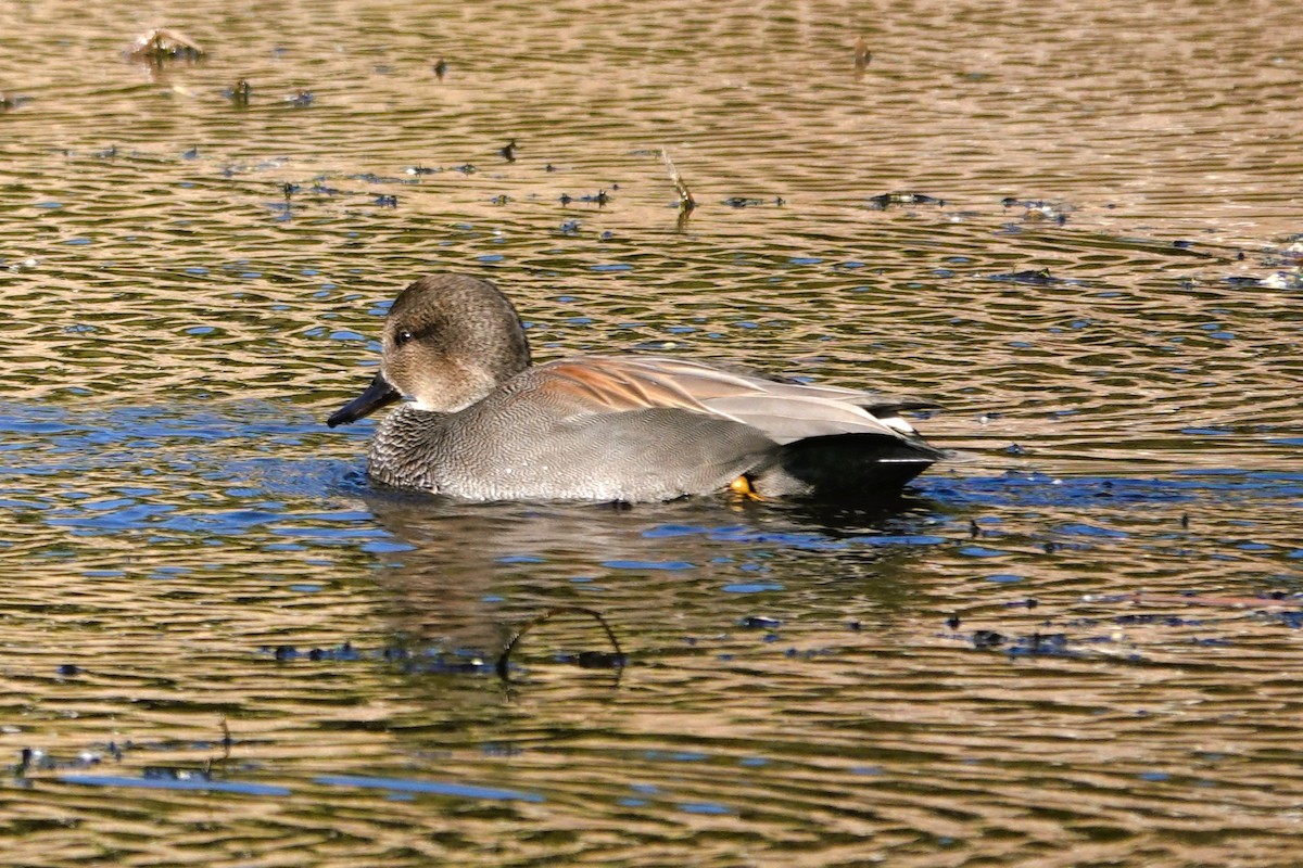 オカヨシガモ - ML644598890