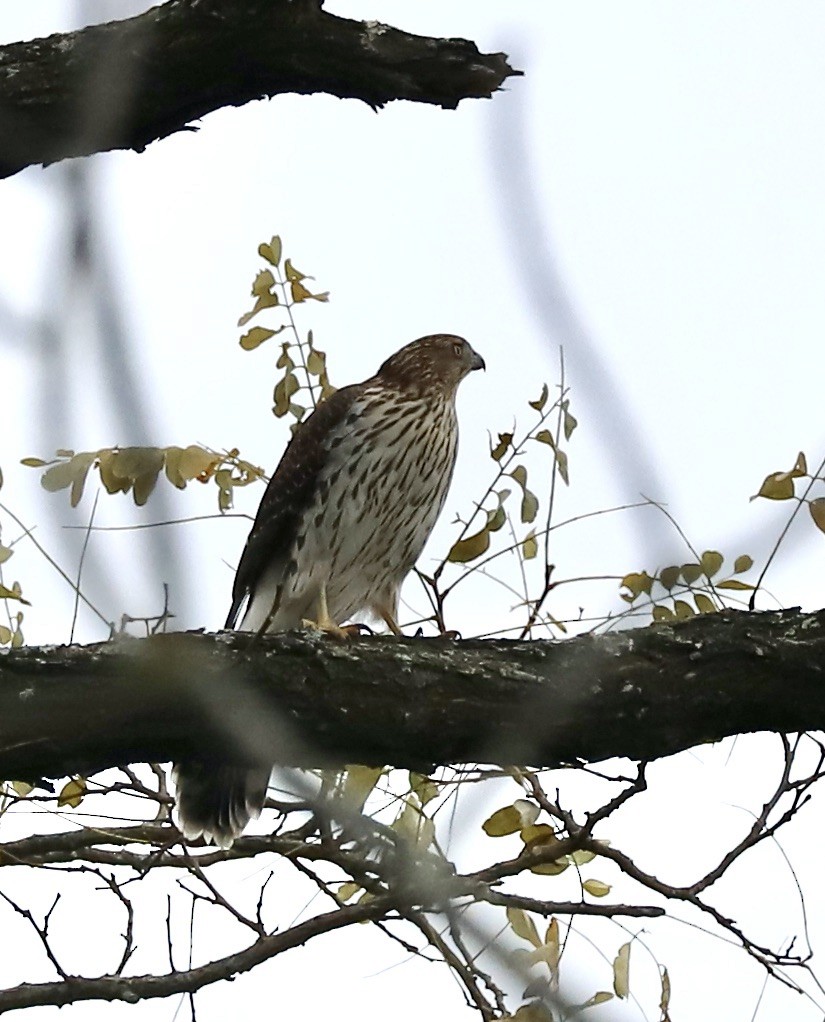 Cooper's Hawk - ML644598900