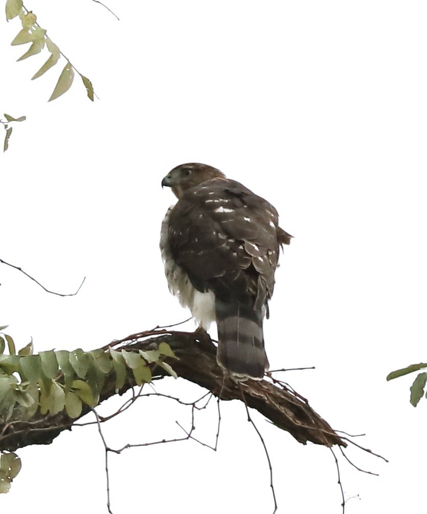 Cooper's Hawk - ML644598901