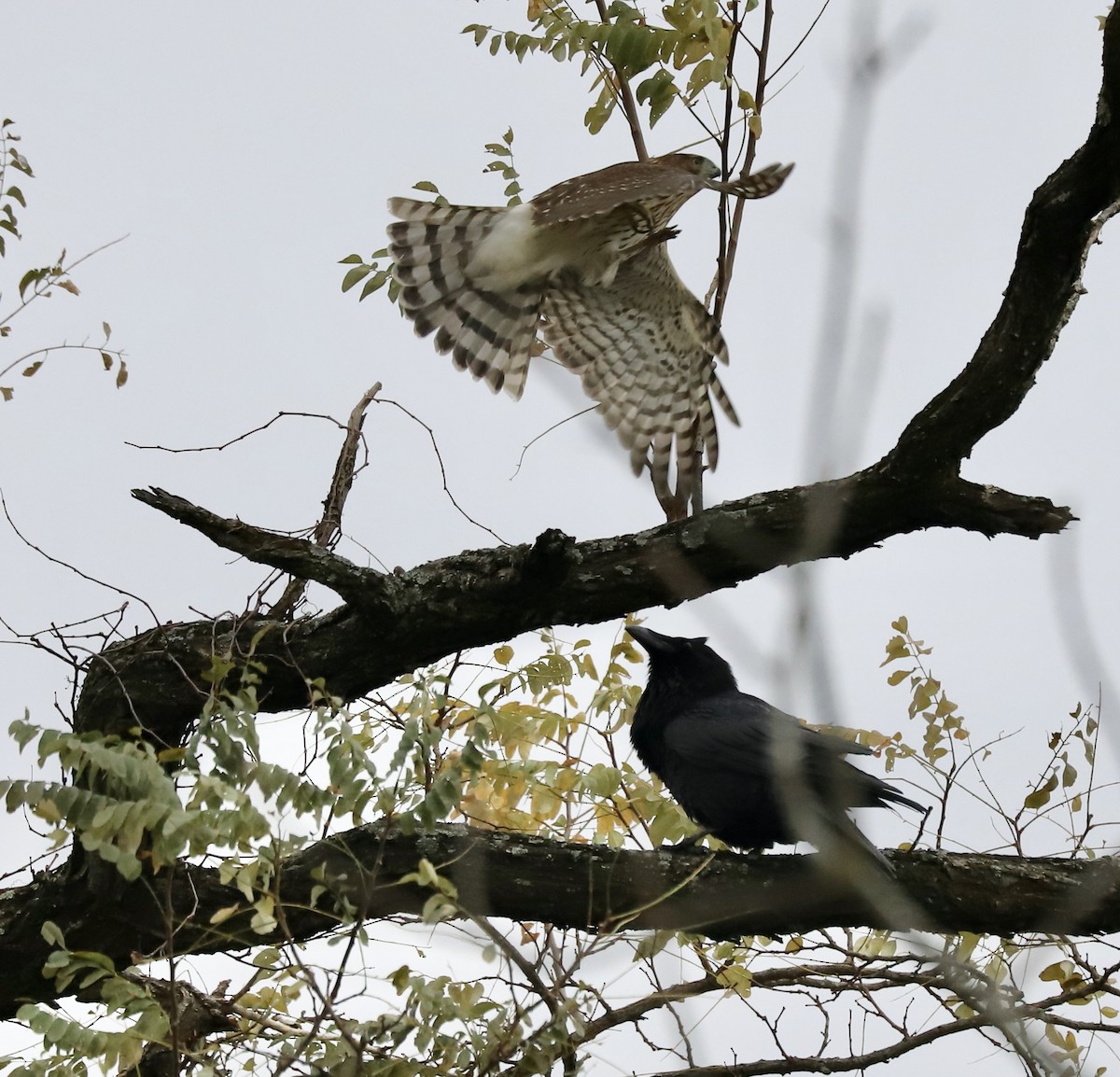 Cooper's Hawk - ML644598902