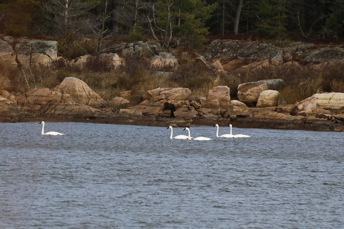 Trumpeter Swan - ML644598907