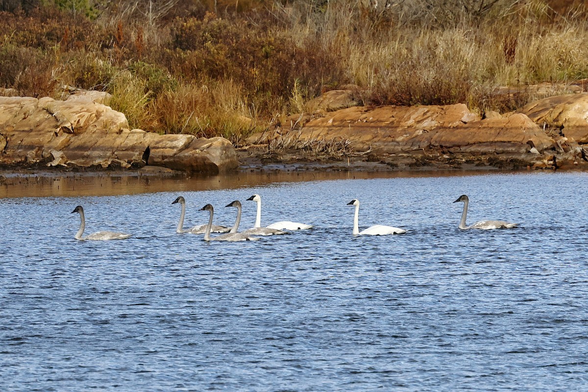 Trumpeter Swan - ML644598908