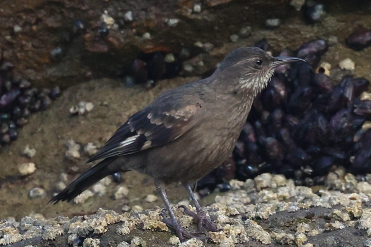 Береговая трясохвостка - ML644598911