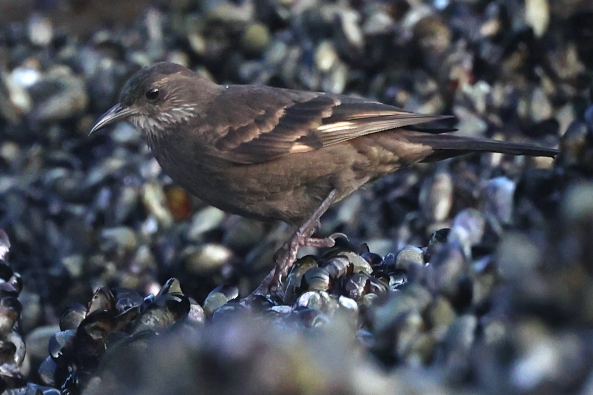 Береговая трясохвостка - ML644598912